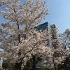 桜　さくら　春日和　証人喚問の画像