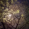 夜桜☆彡の画像