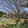 豊橋市　シロアリ予防消毒。　我が家の桜も満開になりました。の画像