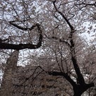 桜咲く夕＠やっつけぐちゃぐちゃ生活の中での記事より