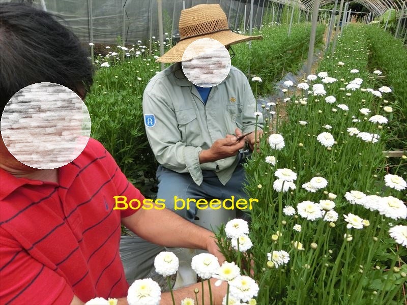 沖縄 今帰仁で露地切り花マーガレット生産拡大 育種 世界で一つの花を創る Bossのブログ