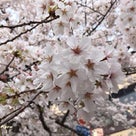 桜つづき＠やっつけぐちゃぐちゃ生活の中での記事より