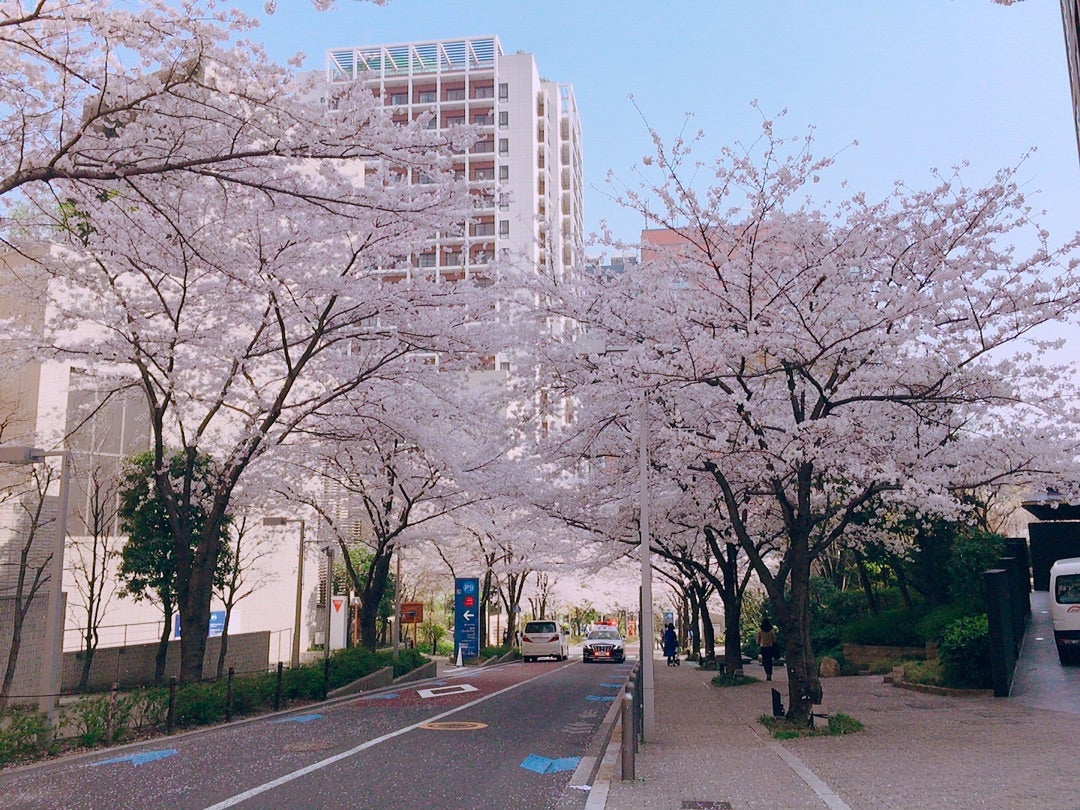 お花見と復職カウントダウン。の記事画像