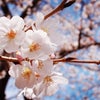 桜2018と今月のおはサタ。の画像