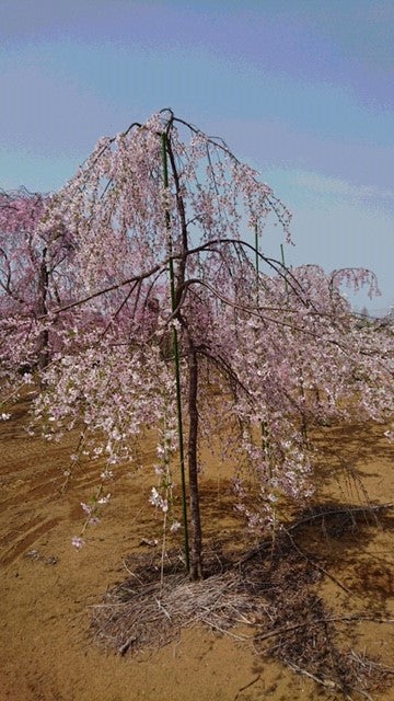 枝垂れ富士桜 | 有限会社 埼玉林業種苗農園のブログ