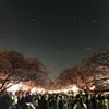夜桜人見物の画像