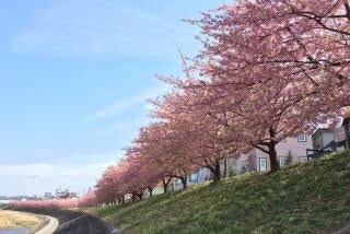 桜の木々からのメッセージの記事より