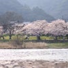 中国地方へ桜旅の画像