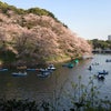 千鳥ヶ淵と上野の桜の画像