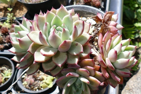センペルのレッドオディッティ植え替え | コタブロ日記 多肉植物・ヤシ