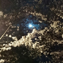 画像 ４月のお休み の記事より