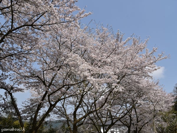 秋月城跡の桜 ヤマボウシのブログ