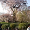 桜の花を謳歌（桜花）の画像