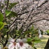 お花見からの…の画像