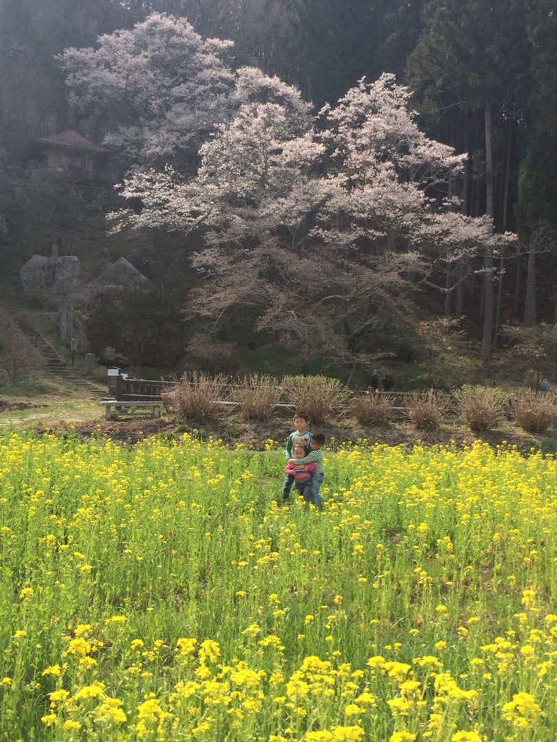 そらまめ 桜と菜の花の記事画像