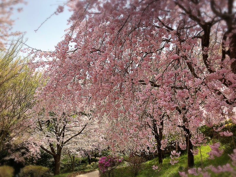 大神神社さまの桜 静かで穏やか 幸福感に満ちた毎日