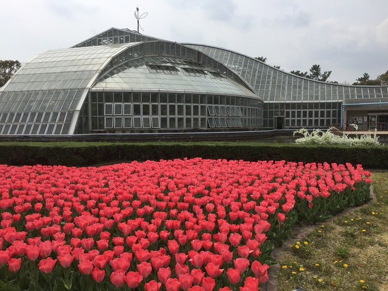 花見のついでにーーー京都府立植物園内の観覧温室 夢咲きｊ のブログ