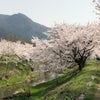 見わたす限りの桜〜丹波 柏原川の画像