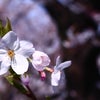 今年の桜とおすすめスペシャルコースの画像