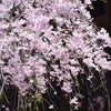 枝垂れる桜の画像