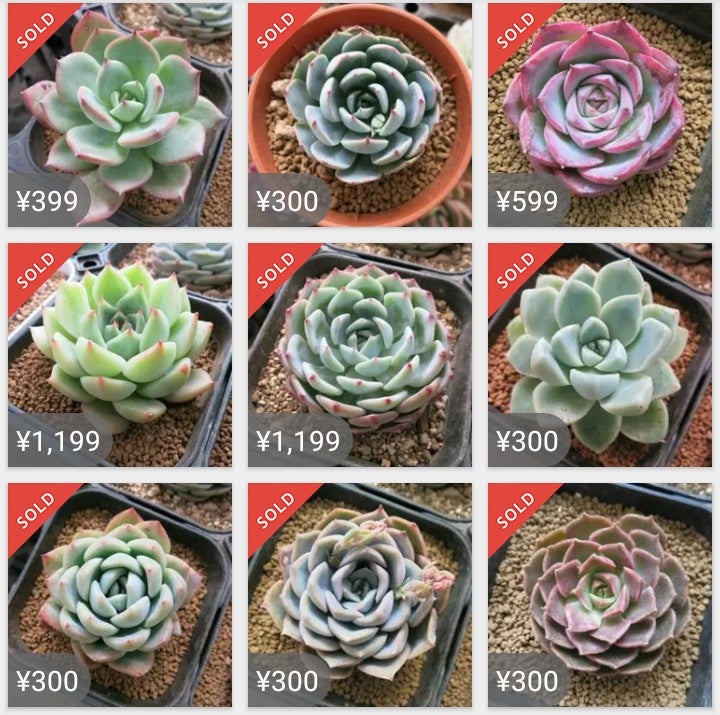 多肉植物 4/10出品 | 尚正~naomasa~