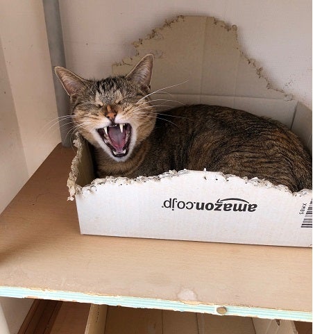 眠たいし あくびも出るよ 春だから 18 4今月の猫模様 本と映画と たまに猫 そろそろ おねむ