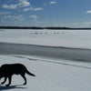 カナダ的　春の犬の散歩風景の画像