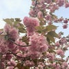 造幣局の桜の通り抜けへの画像