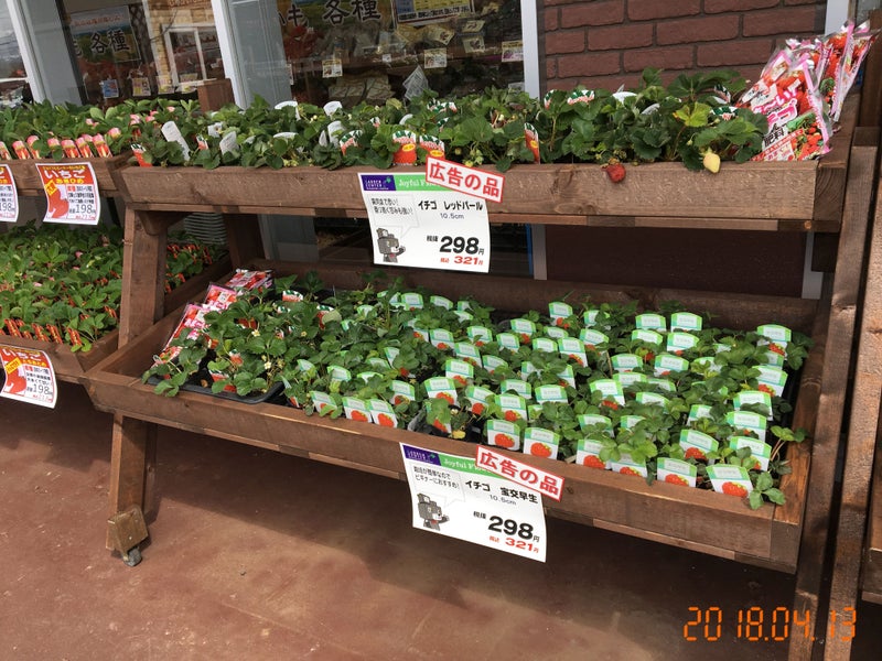 イチゴ苗 スリット鉢 籾殻を求めてhcはしご旅 北海道石狩家庭菜園に入園しました