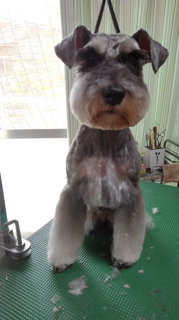 トリミング ミニチュア シュナウザー 2 トリミング ホテル Re Dog リドッグ
