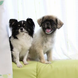 画像 やさしさにつつまれて…(*´ー｀*) の記事より 11つ目