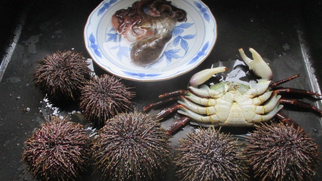 ウニ タコ 礒蟹とれちゃいました グロリオサのブログ