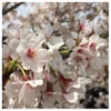 今更な桜の写真をどうぞの画像