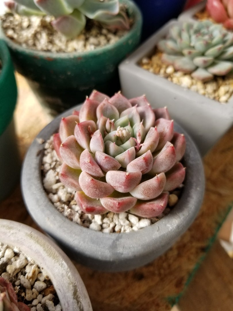 さくらのお母さんの実生苗とタニパト❤ | 多肉植物大好きな初心者のブログ