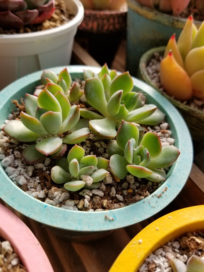 さくらのお母さんの実生苗とタニパト❤ | 多肉植物大好きな初心者のブログ