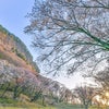 桜 屏風岩 奈良県の画像