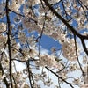 春ですね…(´∠_｀*)の画像