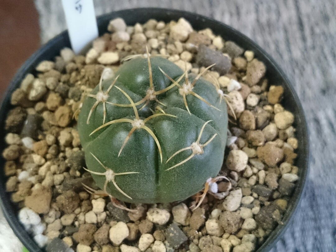 サボテン ギムノカリキウム ペンタカンサ(検索)聖王丸 多肉植物 海王丸 短毛丸 【期間限定】