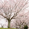 桜並木/三重県松阪市の画像