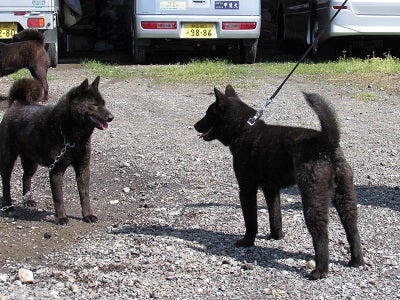 彩の国井上荘様 犬舎訪問 天久乃ブログ