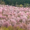桜 桜峠 裏磐梯 福島の画像