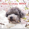 今日はRAFAの誕生日の画像
