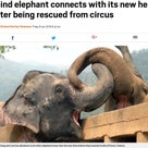 インド 観光客乗せる象、失明かあざだらけ。タイでは、働かされ続けた全盲のゾウ、救出され聖地への記事より