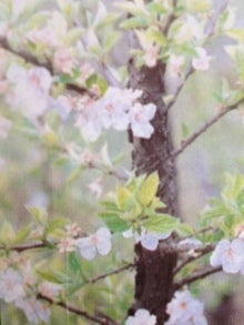４月２８日の誕生花 山桜桃梅 ユスラウメ 感謝 感動 花道 Flowering Way ブログ