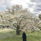 20182度めの京都旅【遅咲きの桜】の記事より