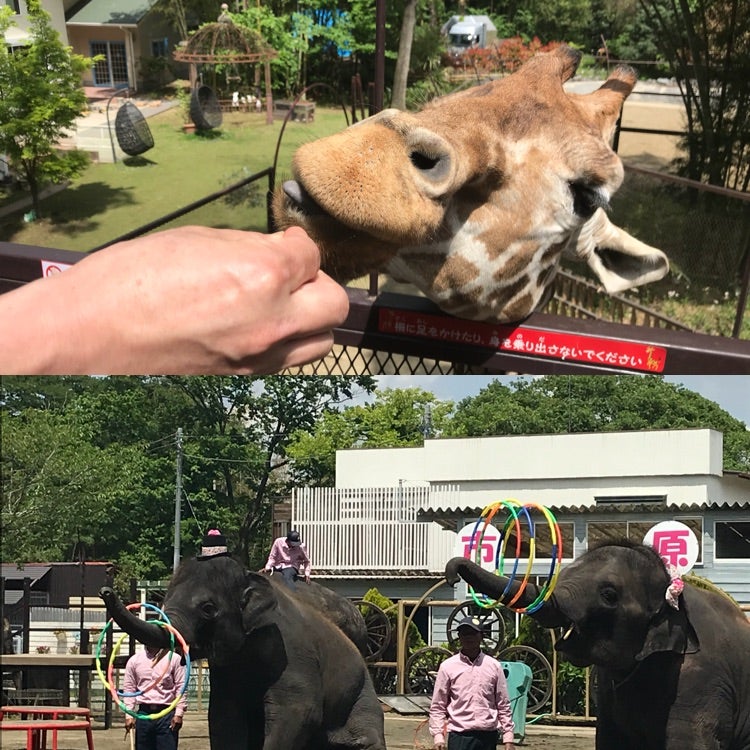 たぶん日本一自由にふれあえる動物園 きらきらクリニック Dr.さくらのブログ
