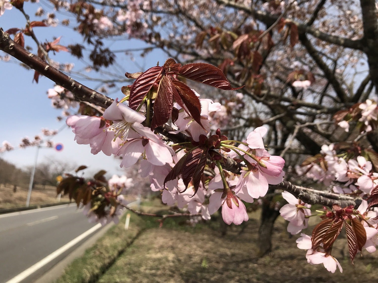 田沢湖にも桜の季節がやってきた ヨーデルと秋田の四季折々