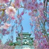桜 弘前城 晴れの画像