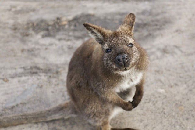 閲覧注意 かわいいカンガルーが豹変 オーストラリア専門 無料サポートエージェント オージースタディ のブログ