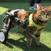 1277　猫の車椅子　エルちゃん　M2輪車の画像